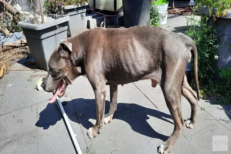 LID neemt oude, graatmagere hond in bewaring in Nijmegen; eigenaar draait op voor zorgkosten