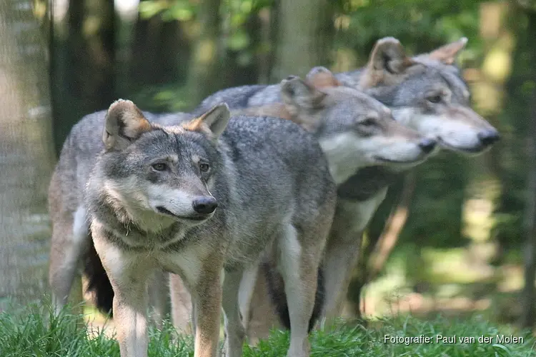 Gelderland mag nog steeds niet met paintballgeweer op wolf schieten