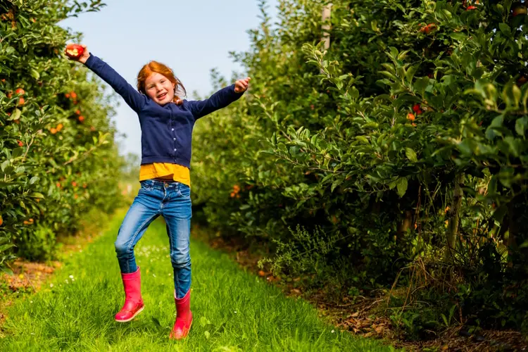 Kom zelf appels en peren plukken bij De Woerdt in Ressen