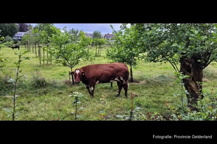 Succesvolle subsidie Agroforestry weer open