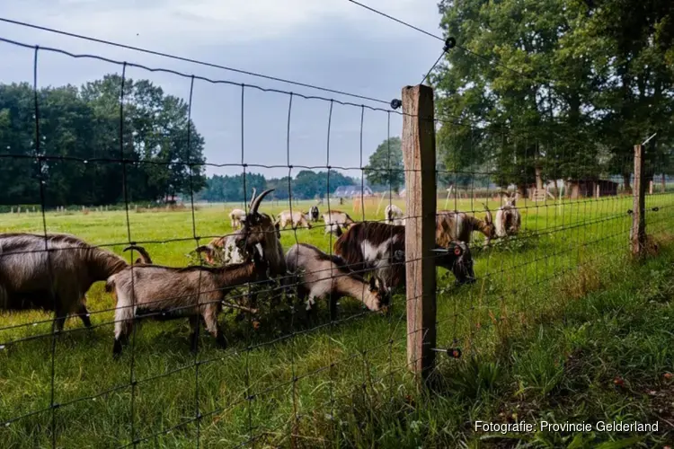 Ruimere subsidieregeling wolfwerende maatregelen